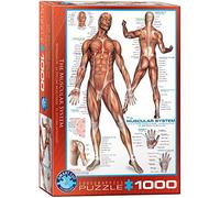 Eurographics Puzzle du système Musculaire Humain (1000 pièces)