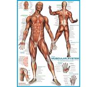 Eurographics Puzzle du système Musculaire Humain (1000 pièces)