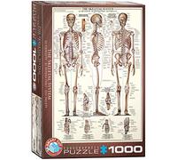 EuroGraphics- The Skeletal System Squelette Puzzle, 6000-3970, Coloris Assortis, 48 x 68 cm