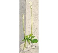 Eurographics VT1134 Fine Art Print Jeux d'eau par Ina Van Toor 13 x 35 cm