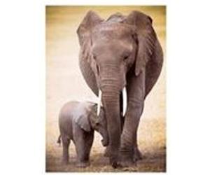 EurographicsPuzzles - Elephant and Baby - puzzle - 1000 pièces multicolore G
