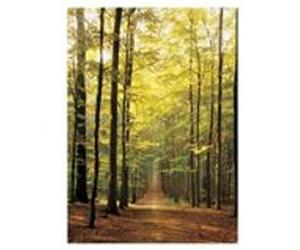 EurographicsPuzzles - Forest Path - puzzle - 1000 pièces multicolore G