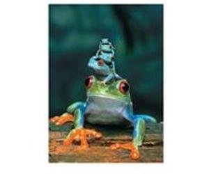 EurographicsPuzzles - Red-Eyed Tree Frog, Mother and Babies on Top of Each Other - puzzle - 1000 pièces multicolore G