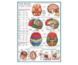 EurographicsPuzzles Science - The Brain - puzzle - 1000 pièces multicolore G