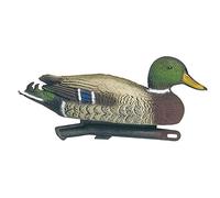 Europ Arm Appelant Canard Colvert Male
