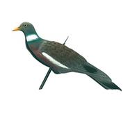 Europ-Arm Appelant pigeon anglais