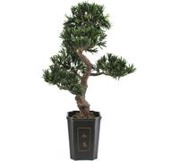 EUROPALMS Bonsai Podocarpus, plante artificielle, 80cm