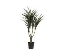 EUROPALMS Dracena, artificiel, vert/rouge, 90cm