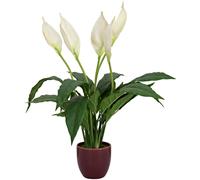 EUROPALMS Feuille unique, plante artificielle, 60cm (82505660)