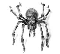 EUROPALMS Monsterspider env.130cm