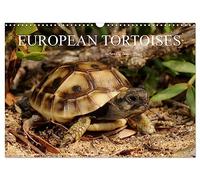 European Tortoises / UK-Version (Wall Calendar 2026 DIN A3 landscape), CALVENDO 12 Month Wall Calendar: The pictures in that calendar show tortoises of southern Europe in their habitats