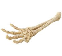 Europet Aqua Della, Décoration pour Aquarium, Skeleton Hand 26,8x9,4x4,5 cm, en Résine de Polyester, Non Toxique et PH Neutre, Convient pour Aquarium Eau Douce et salée, Réaliste