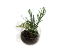 EUROPET-Coupe en verre pour plante naturelles coloris transparent avec ventouses - 9 x 6 x 6 cm