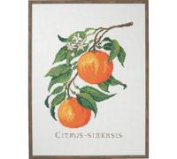 Eva Rosenstand Kit de point de croix Citrus-senensis