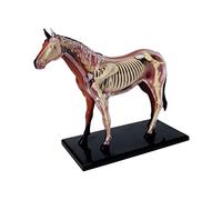 Evarbuild Anatomie animale 4D Cheval Intelligence Assemblage Enseignement Anatomie DIY Appareils