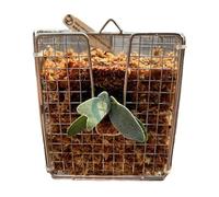 Eventerde Kit de montage Fougère Platycerium, Panier vertical suspendu antirouille - Panier vertical pour orchidées de jardin, balcon chambre salle