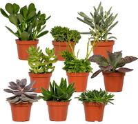 Everspring Succulentes Mix - 18 pièces - Plante de 10 cm - Ø8,5 cm - Espèces mélangées pour votre maison
