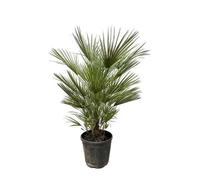 Everyplants Chamaerops Humilis arbuste - 150 cm, ø35 cm