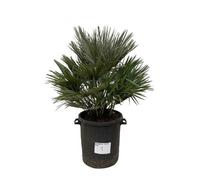 Everyplants Chamaerops Vulcano - 110cm, ø40 cm