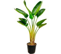 Everyplants Strelitzia Augusta - 160 cm, Ø 28 cm