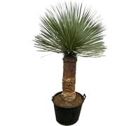 Everyplants Yucca Rostrata - 140 cm, Ø 50 cm