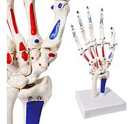 Evotech Modèle de squelette à main avec articulations articulées montrant une partie du rayon Ulna, avec inserts musculaires et origines peints, avec manuel d'instructions (français non garanti)