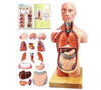 EVOTECH SCIENTIFIC Human Body Model, 15 Stück Abnehmbares 11 Zoll Human Torso Anatomie Modell Mit Herz Kopf Schädel Gehirn Skelett Modell, Alter 4+, Vorschule & Schule Medizinische Ausbildung Display…