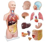 EVOTECH SCIENTIFIC Human Body Model Lot de 12 modèles d'anatomie du torse humain amovibles 85 cm Avec tête de cœur, crâne, squelette, cerveau, âge 14 ans et plus, affichage préscolaire