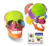 EVOTECH SCIENTIFIC Mini crâne didactique 15 pièces - Modèle de crâne anatomique - Crâne exploité - Apprentissage médical - Apprentissage- Puzzle de crâne coloré