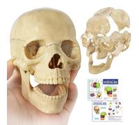 EVOTECH SCIENTIFIC Mini Modèle de Crâne, Modèle Didactique de Crâne Anatomique en 15 Pièces de la Taille d'une Main, Crâne Explosé, Apprentissage Médical, Puzzle de Crâne