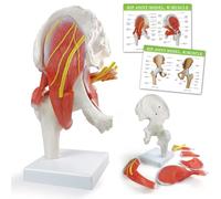 EVOTECH SCIENTIFIC Modèle anatomique de l'articulation de la hanche, squelette d'anatomie médicale, modèle articulaire de la hanche musculaire, simulation médicale de l'articulation de la hanche