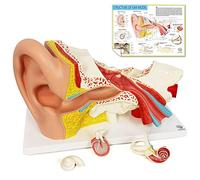 EVOTECH SCIENTIFIC Modèle anatomique de l'oreille humaine en 4 parties, modèle anatomique agrandi 3 fois pour l'enseignement de l'anatomie médicale et de la physiologie avec socle