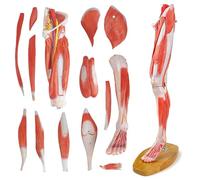 EVOTECH SCIENTIFIC Modèle anatomique des muscles des jambes humaines de 53 cm 2/3 taille humaine, 14 pièces détachables, montre les muscles, les vaisseaux sanguins et les nerfs importants