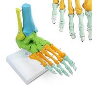 EVOTECH SCIENTIFIC Modèle anatomique du pied et de la cheville humains, grandeur nature avec origine et insertions musculaires, modèle médical de squelette anatomique du pied avec tibia-péroné, droit