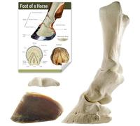 EVOTECH SCIENTIFIC Modèle anatomique en forme de fer à cheval amovible pour les écoles de médecine vétérinaire et les formations étudiantes