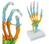 EVOTECH SCIENTIFIC Modèle anatomique humain, os de la main colorés, modèle anatomique