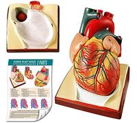 EVOTECH SCIENTIFIC Modèle cœur humain pour anatomie, 2 pièces en forme de cœur anatomie