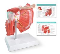 EVOTECH SCIENTIFIC Modèle d'articulation de l'épaule Squelette d'anatomie médical, modèle d'articulation de l'épaule avec muscles, réplique de l'articulation de l'épaule normale pour cabinets