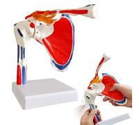 EVOTECH SCIENTIFIC Modèle d'articulation de l'épaule Squelette d'anatomie médicale, coloré, réplique de l'articulation de l'épaule normale pour cabinets médicaux, matériel pédagogique pour