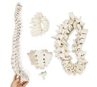 EVOTECH SCIENTIFIC Modèle de colonne vertébrale humaine, modèle 1-24 colonne vertébrale avec sacrum et coccyx avec disque intervertébral pour personnes dans le domaine de l'éducation médicale