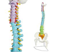 EVOTECH SCIENTIFIC Modèle de colonne vertébrale peint de 87 cm - Modèle de colonne vertébrale flexible - Avec support, chiropratique avec cymbale, colonne vertébrale