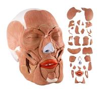 EVOTECH SCIENTIFIC Modèle de crâne anatomique peint avec muscles du visage, modèle anatomique de muscle crâne grandeur nature avec 36 pièces amovibles, couverture de crâne amovible