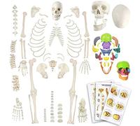 EVOTECH SCIENTIFIC Modèle de squelette humain désarticulé pour anatomie 170 cm Taille complète avec crâne explosé en 15 pièces demi-taille, poster, crâne, colonne vertébrale, os, pied articulaire