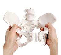 EVOTECH SCIENTIFIC Modèle pelvien féminin flexible sur élastique grandeur nature Modèle de squelette pelvien féminin avec élastique, modèle d'anatomie médicale pour l'enseignement des sciences