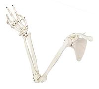 EVOTECH SCIENTIFIC Modèle squelettique supérieur humain anatomique Limb, taille de vie, pour hôpitaux, écoles, universitaires ou toute personne dans le domaine de l'éducation ou de la médecine