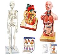 EVOTECH SCIENTIFIC modèles du corps humain, du squelette et du cœur - Meilleur ensemble de modèles anatomiques - Set de 3 outils pratiques d'étude en 3D pour étudiants en médecine ou kit éducatif