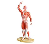 EVOTECH SCIENTIFIC Un modèle de squelette humain 1/4 grandeur de 21 pouces de haut pour l'anatomie, y compris le crâne, la colonne vertébrale, les os, les mains articulaires et les pieds