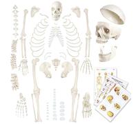 EVOTECH SCIENTIFIC Un modèle squelette humain grandeur nature de 67 pouces de haut pour l'anatomie, y compris le crâne, la colonne vertébrale, les os, les mains articulaires et les pieds