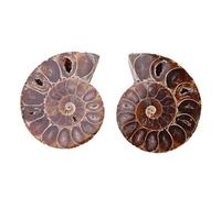 EVTSCAN 2Pcs Ammonite Fossile Spécimen Shell Madagascar Pierres Naturelles et Minéraux(4cm in diameter)