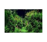 EWUHYFP Fond D'aquarium Autocollant de forêt, Ornement de Fond d'aquarium, Affiche de Paysage d'aquarium de forêt, Papier de Support Auto-adhésif for Aquarium(White,30x61cm)